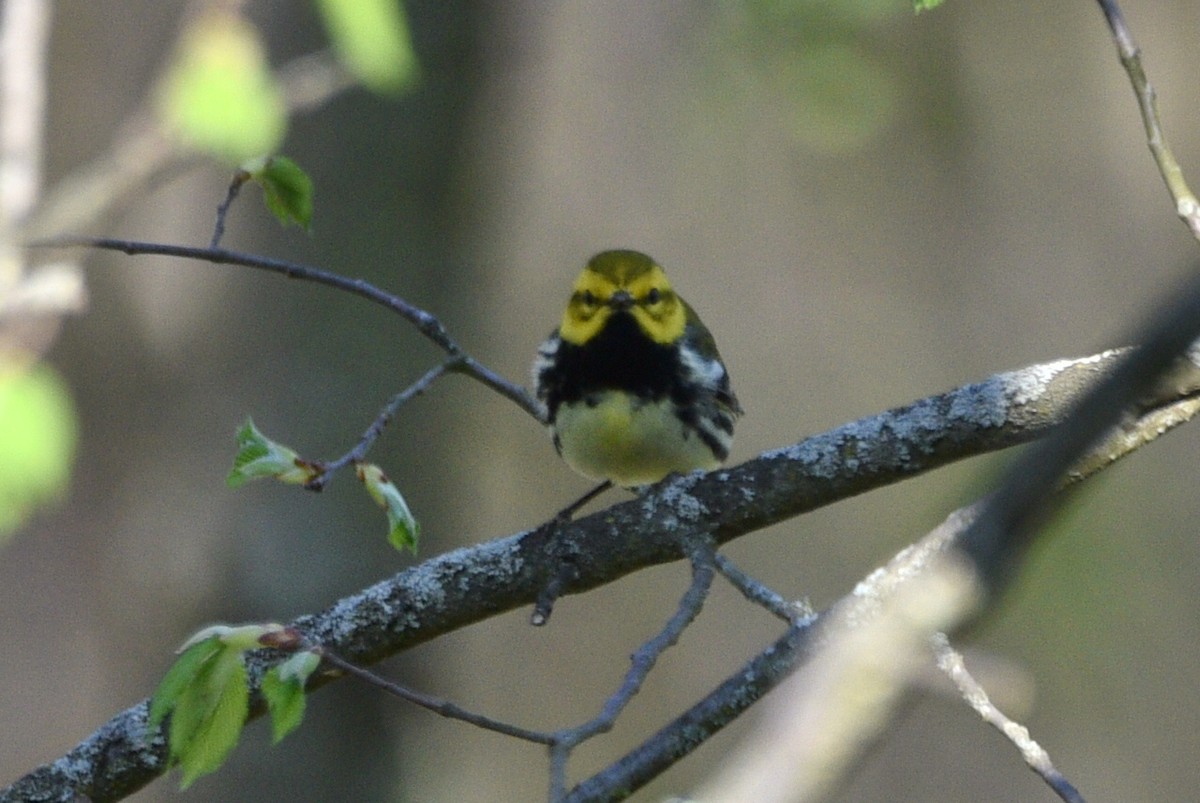 Black-throated Green Warbler - Shawn Taheri