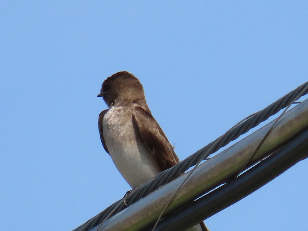 Northern Rough-winged Swallow - ML618208467