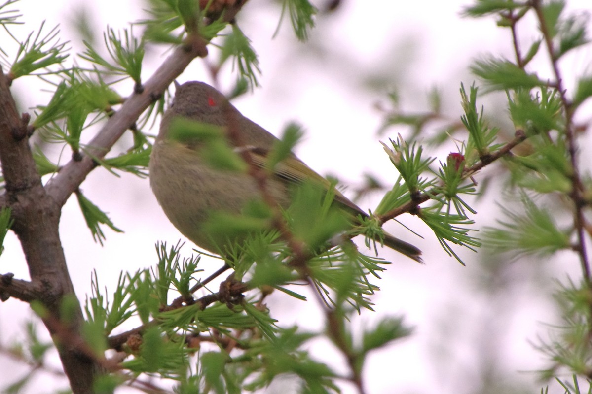 Ruby-crowned Kinglet - Lowell Goudge