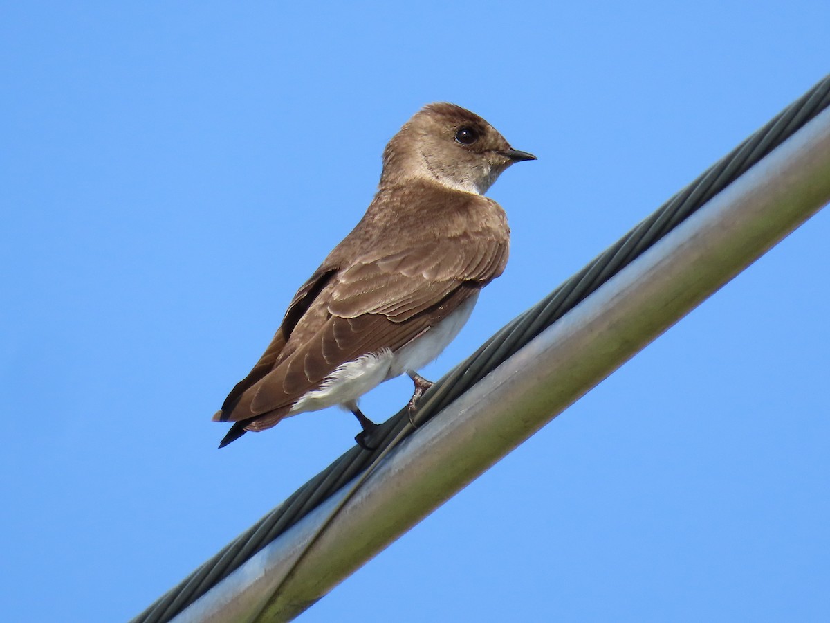Northern Rough-winged Swallow - ML618208477