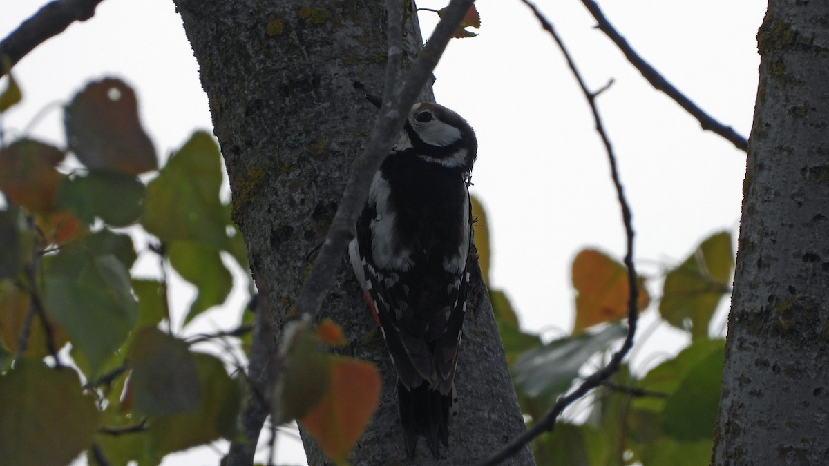 Great Spotted Woodpecker - Bruno Caula