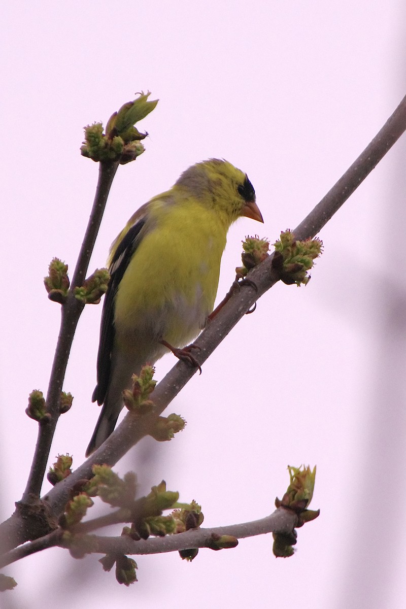American Goldfinch - Lowell Goudge