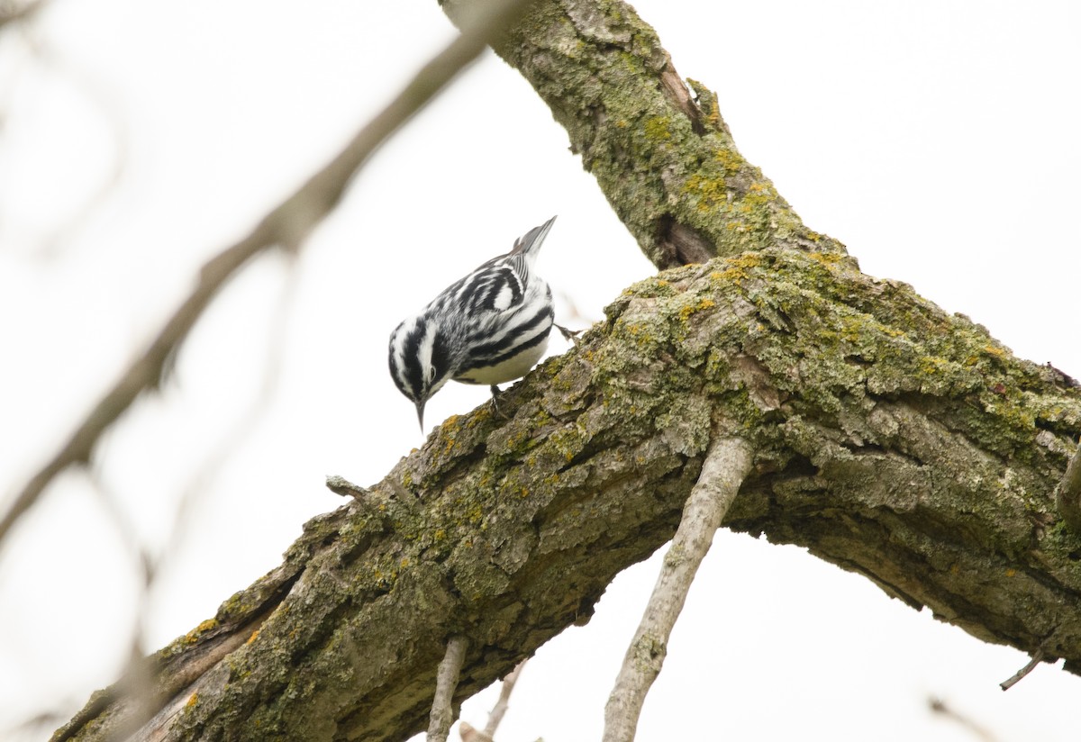 Black-and-white Warbler - ML618208490