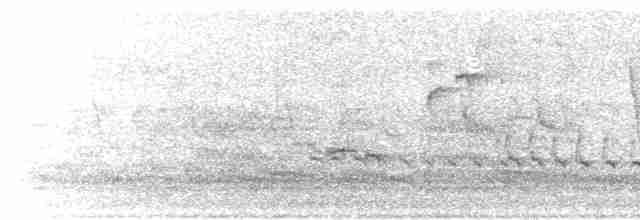 チュウシャクシギ（phaeopus） - ML618208496