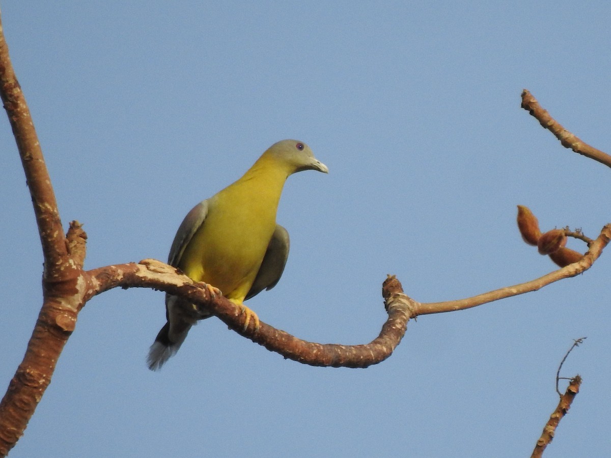 Yellow-footed Green-Pigeon - ML618208522