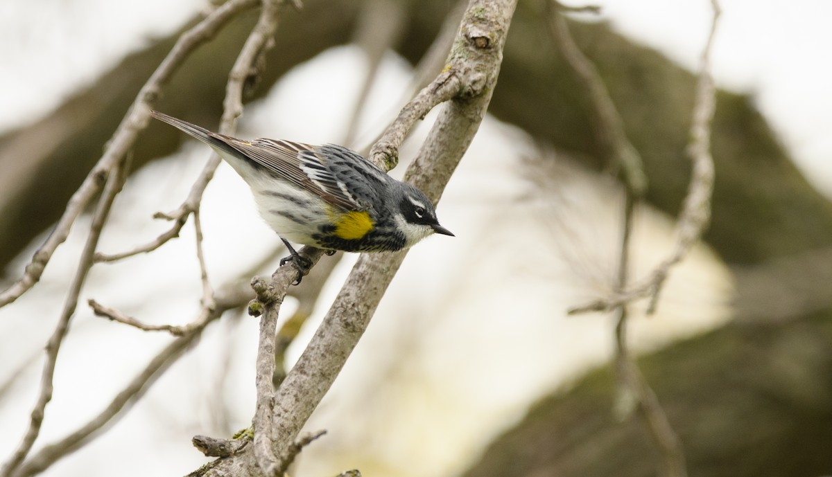 Yellow-rumped Warbler - Tim Griffiths