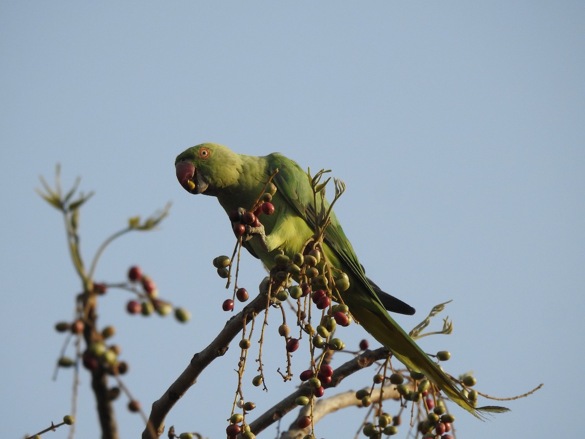 Rose-ringed Parakeet - Manish Shukla