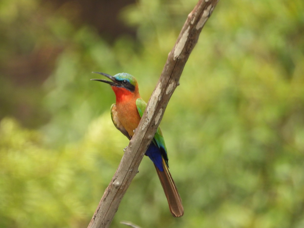 Red-throated Bee-eater - ML618208588