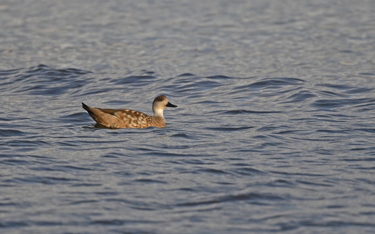 Crested Duck - ML618208595