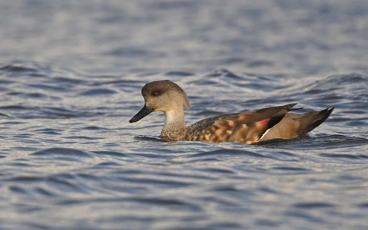 Crested Duck - ML618208596