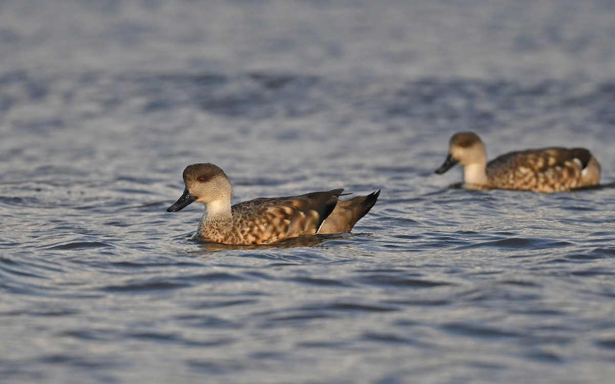 Crested Duck - ML618208597