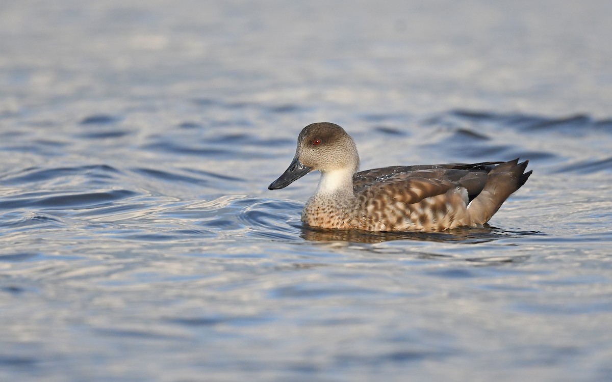 Crested Duck - ML618208598