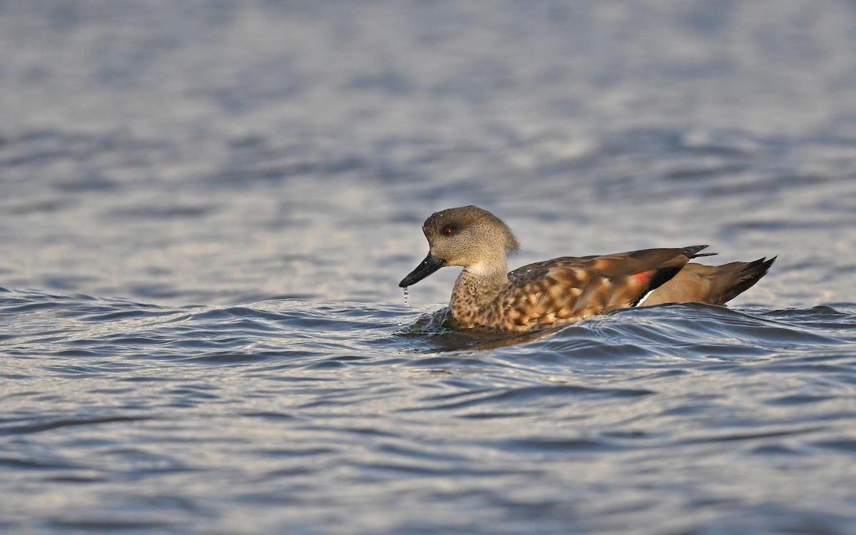 Crested Duck - Christoph Moning