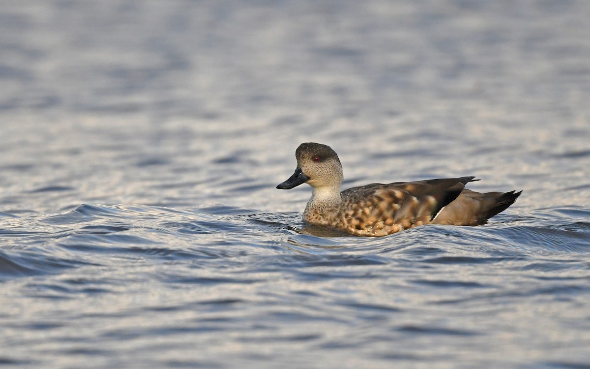 Crested Duck - ML618208600