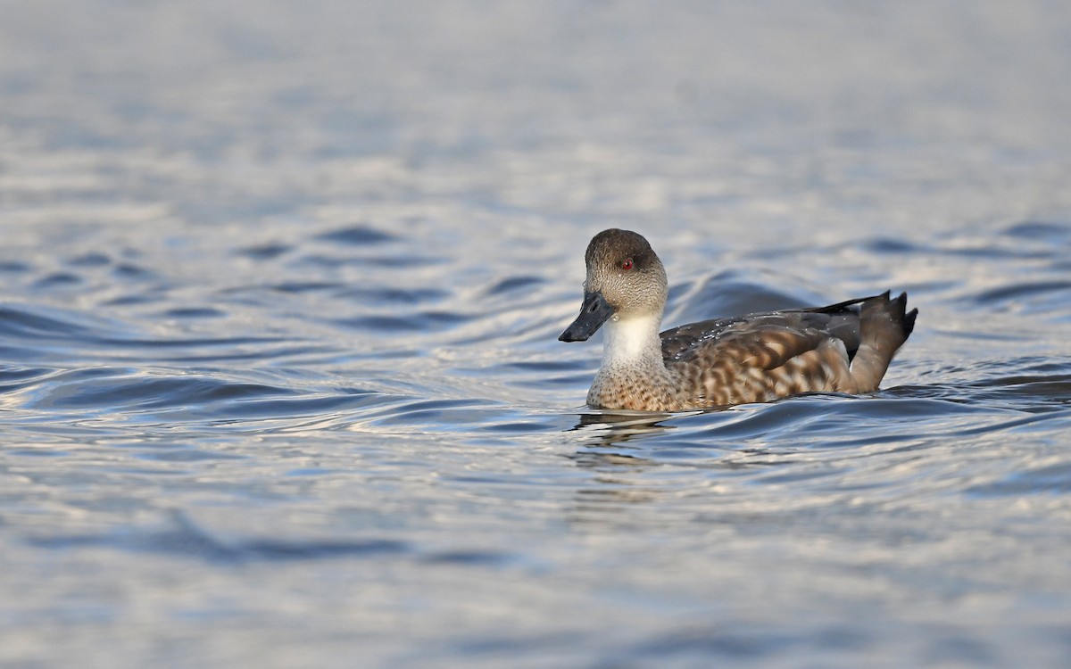 Crested Duck - Christoph Moning