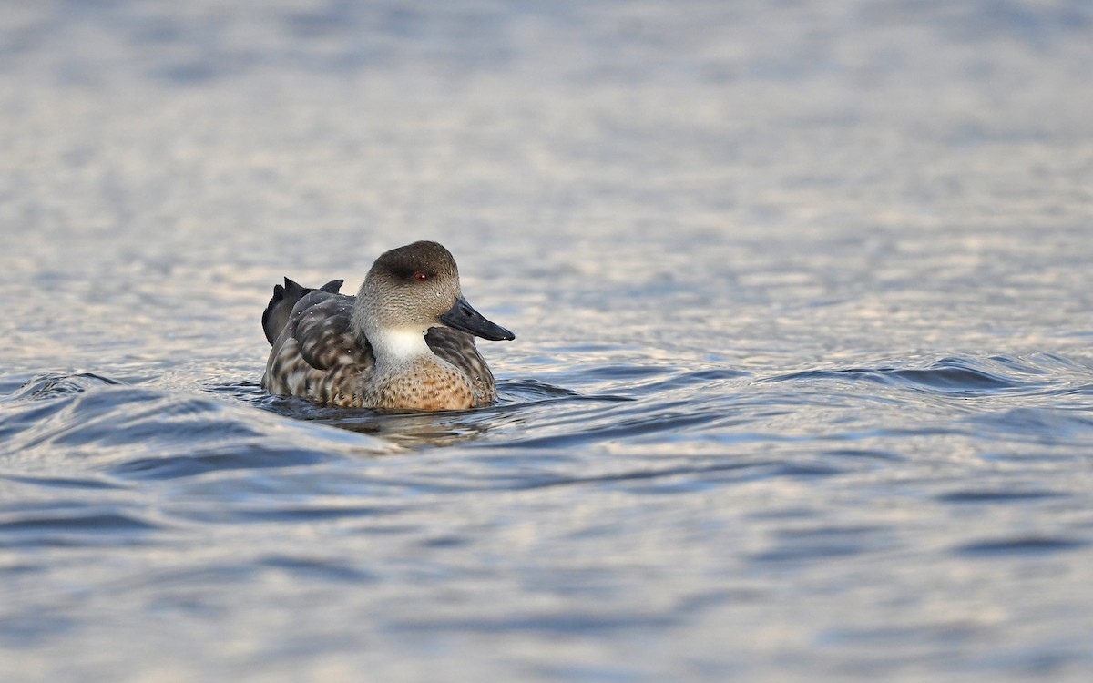 Crested Duck - ML618208603