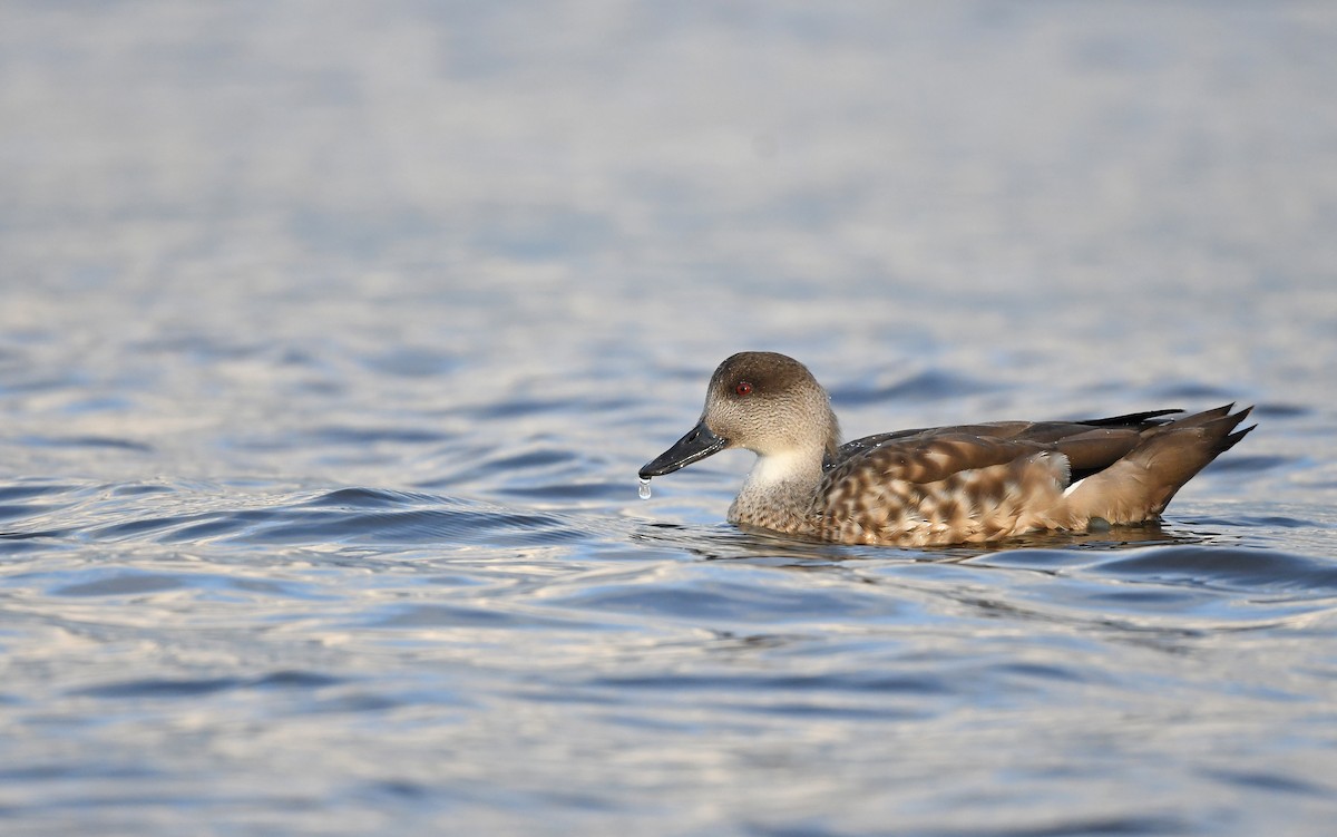 Crested Duck - ML618208605
