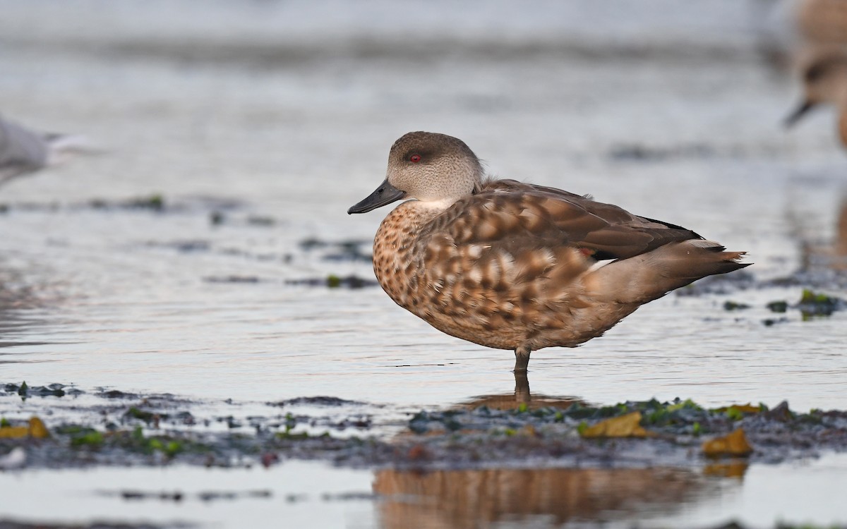 Crested Duck - ML618208606