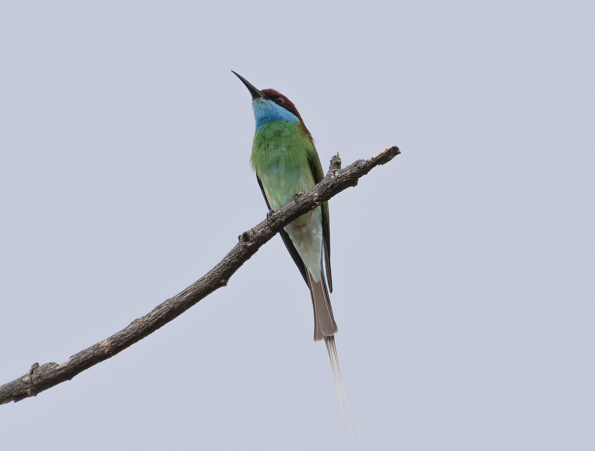 Blue-throated Bee-eater - Matthieu Chotard
