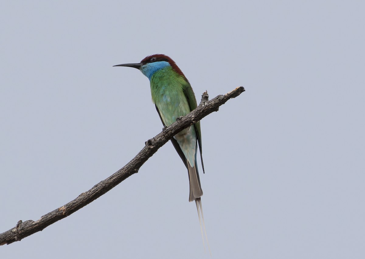 Blue-throated Bee-eater - ML618208630