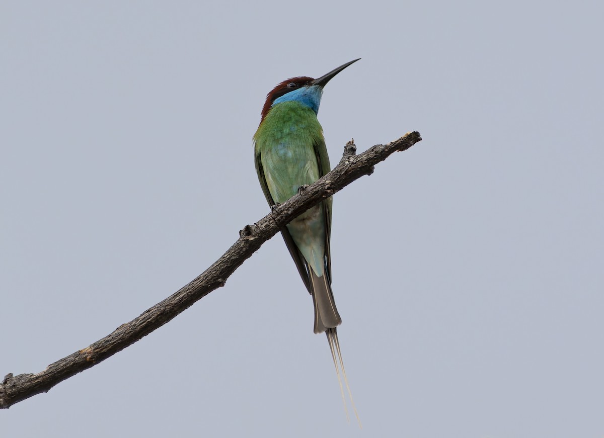 Blue-throated Bee-eater - Matthieu Chotard