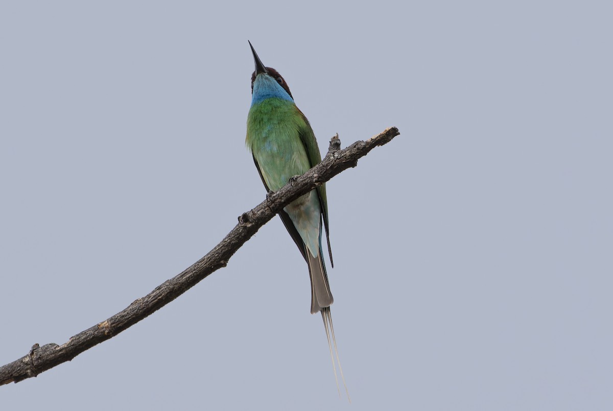 Blue-throated Bee-eater - ML618208633