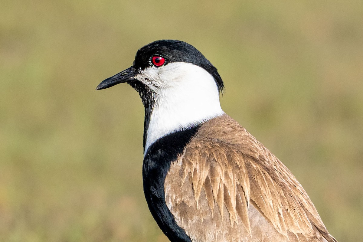 Spur-winged Lapwing - Lukasz Haluch