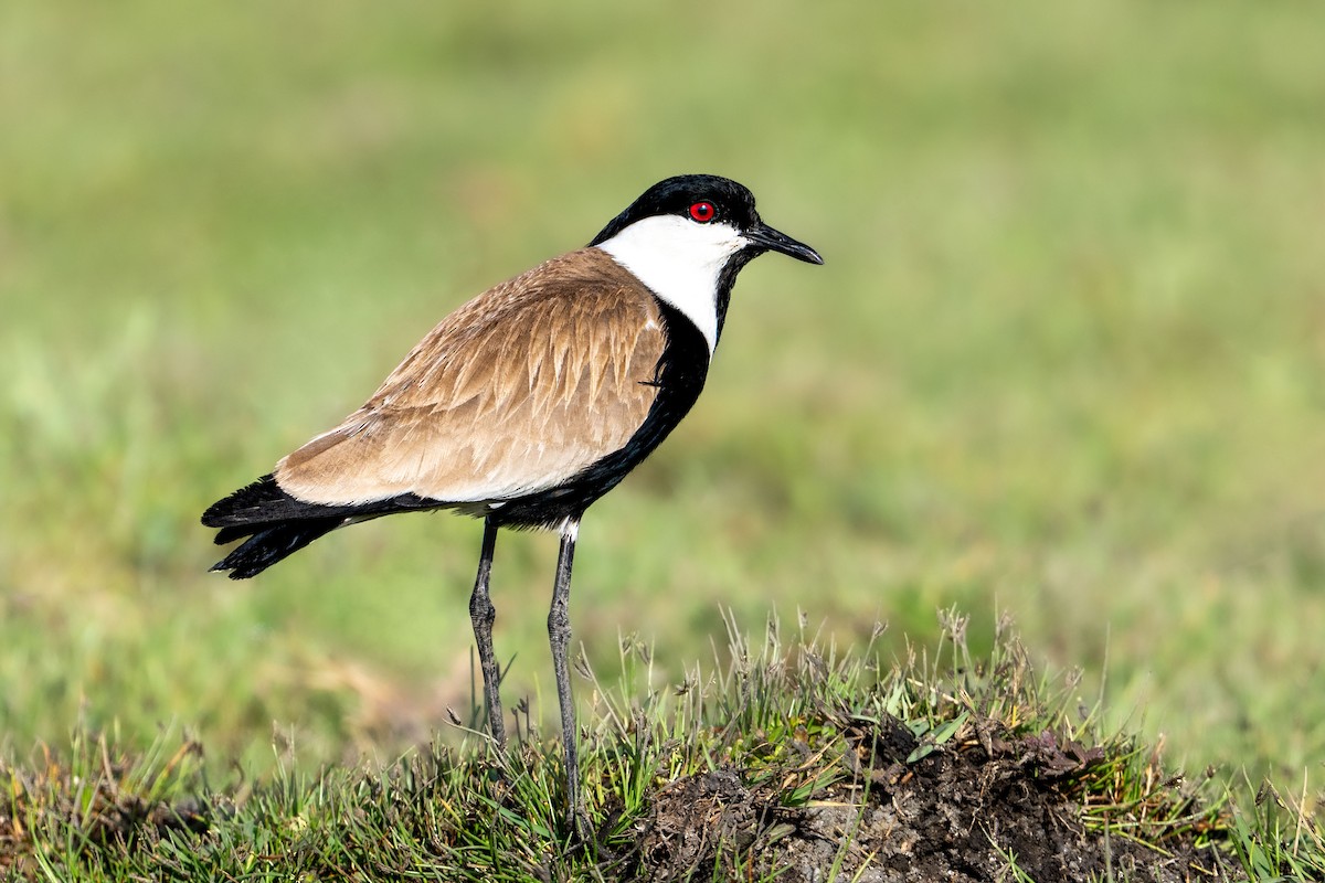 Spur-winged Lapwing - ML618208645
