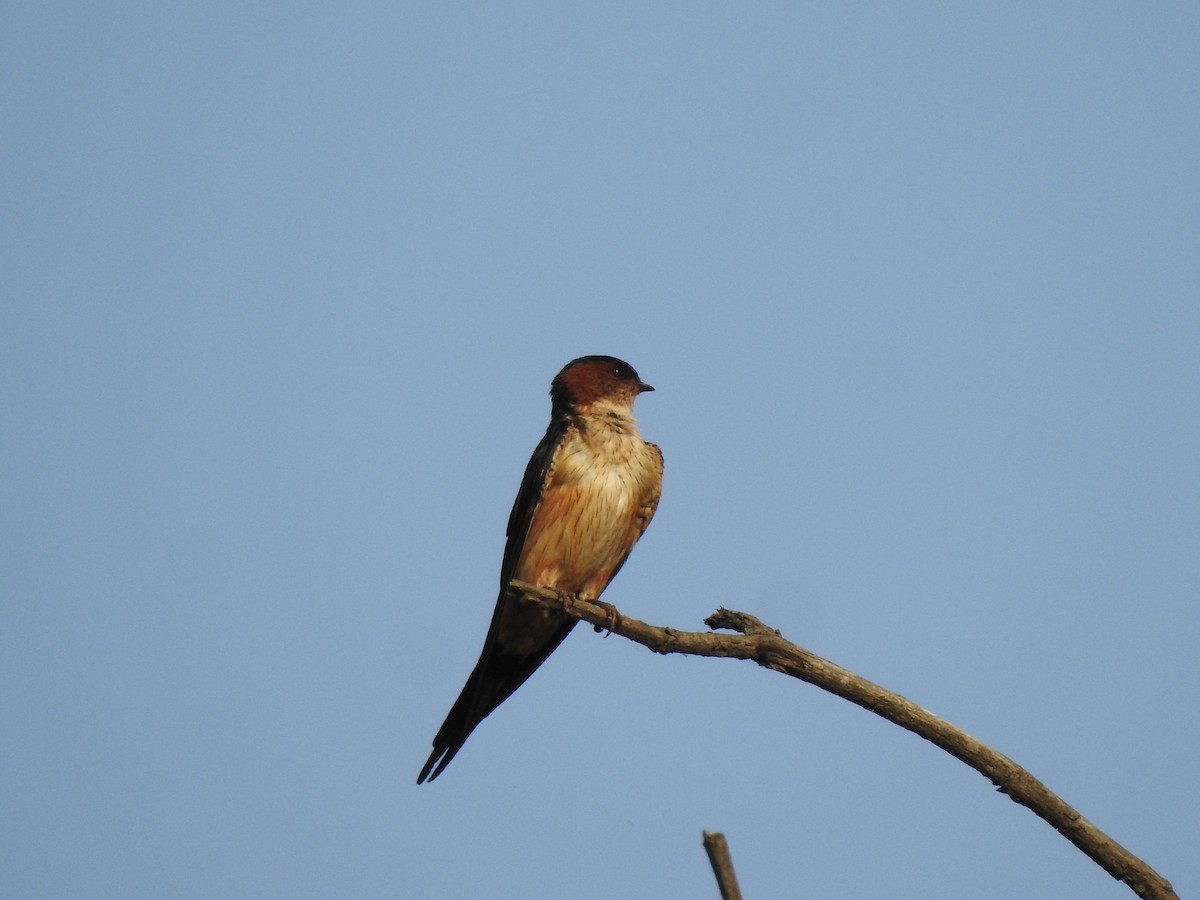 Red-rumped Swallow - Manish Shukla