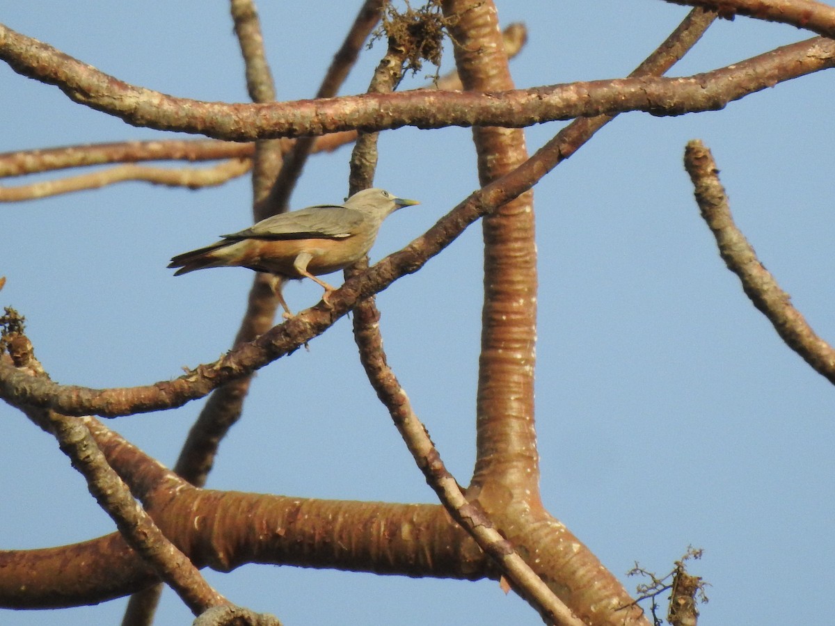 Chestnut-tailed Starling - ML618208649