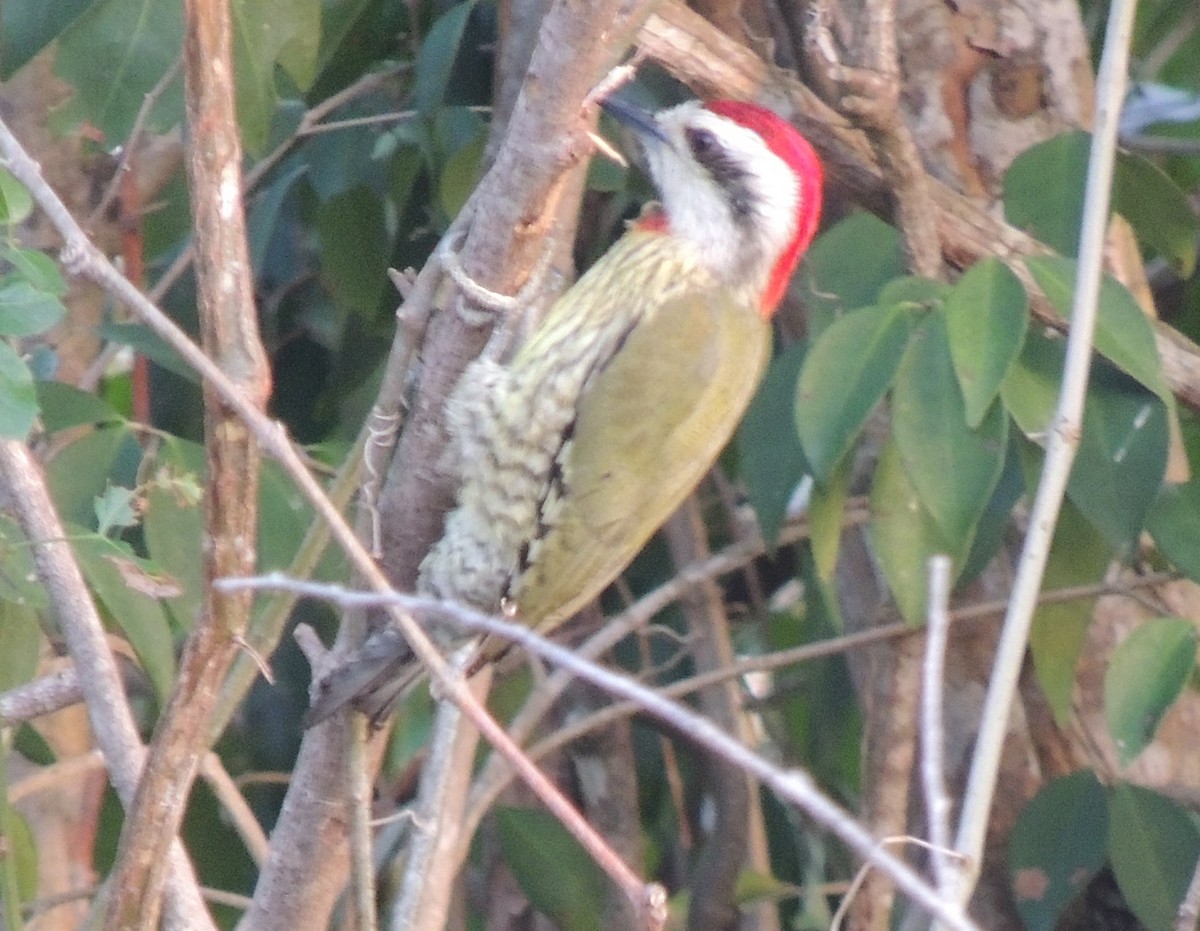 Cuban Green Woodpecker - Peter Bono