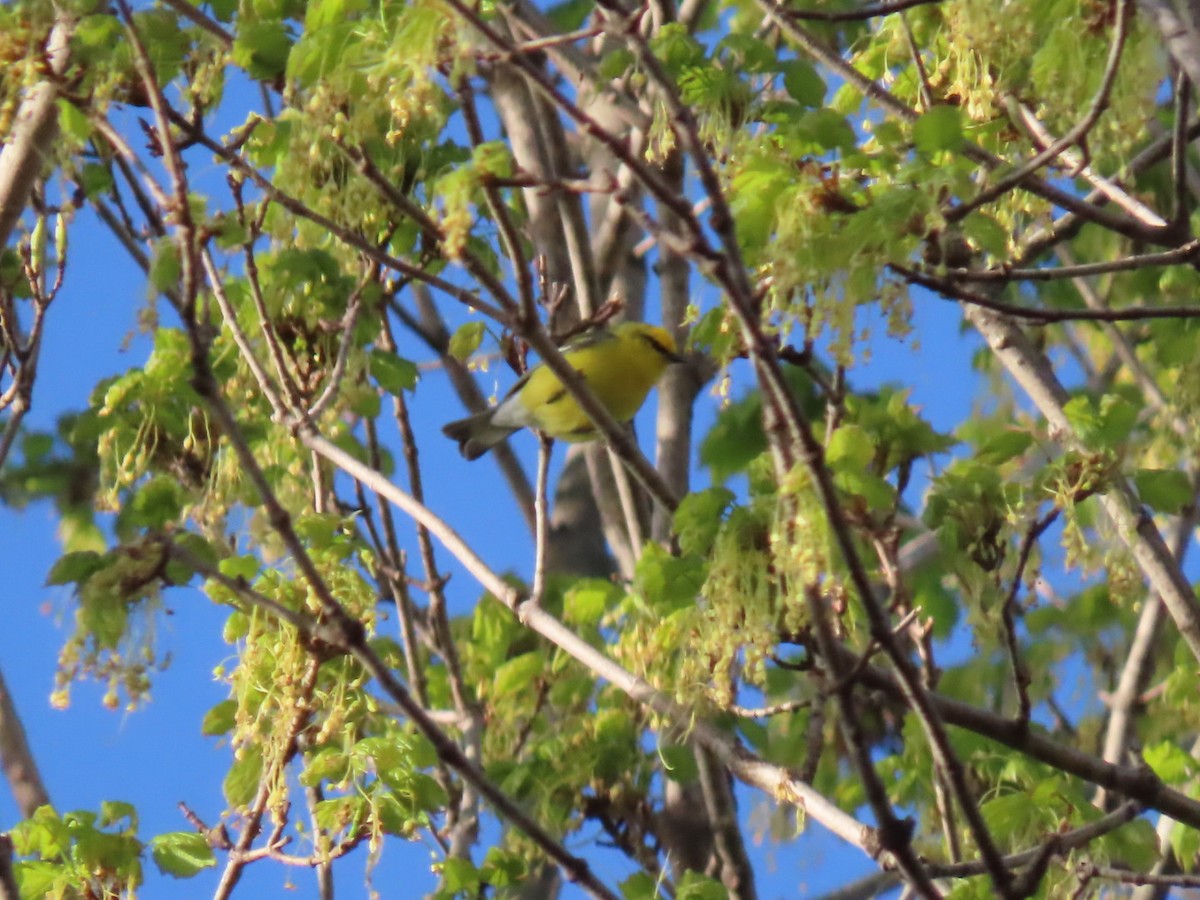 Blue-winged Warbler - Herky Birder