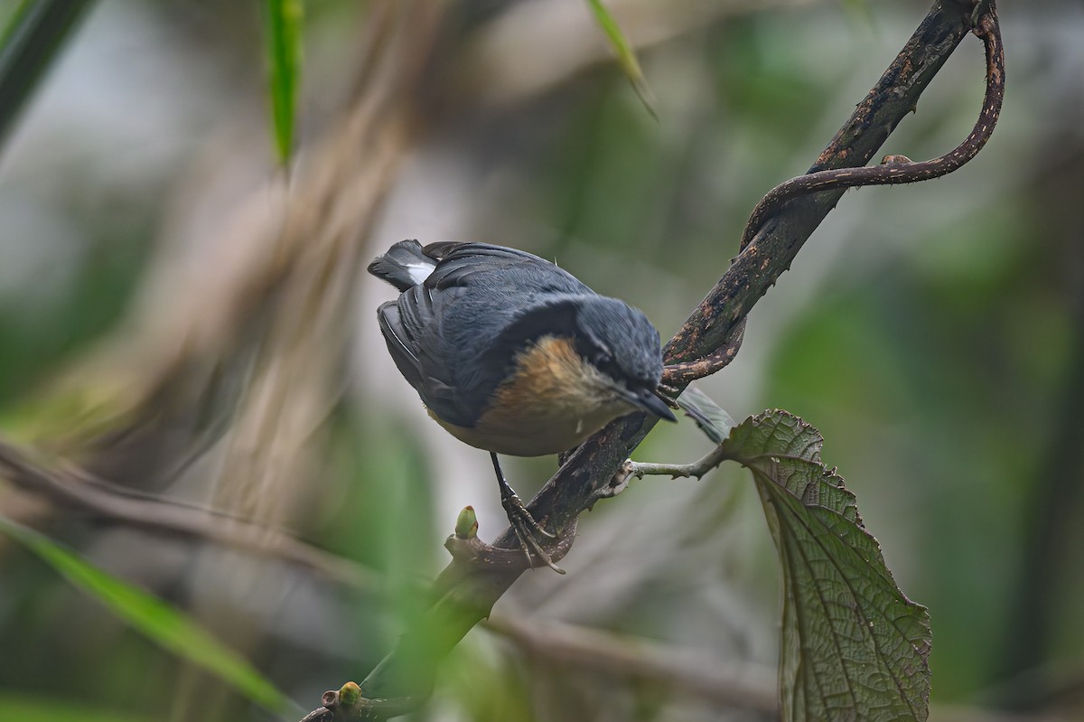 White-tailed Nuthatch - ML618208766
