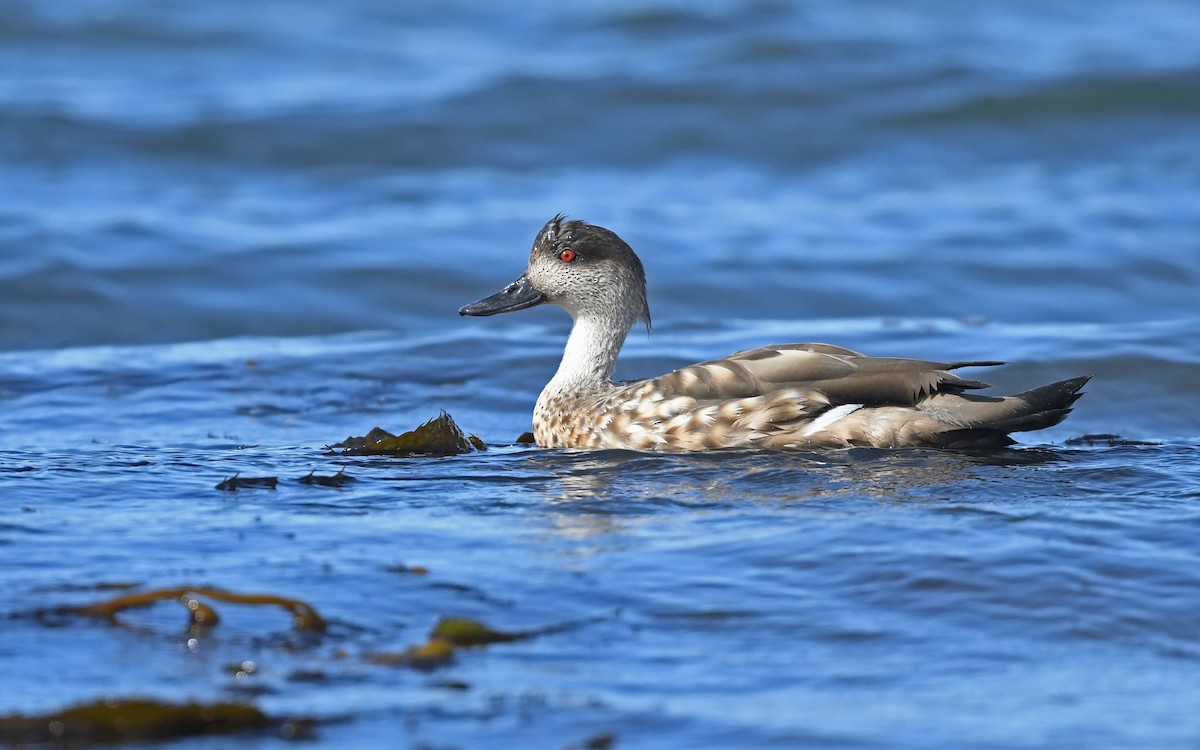 Crested Duck - ML618208796