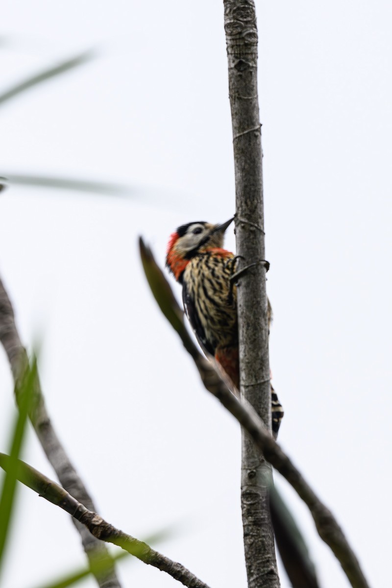 Crimson-naped Woodpecker - ML618208832