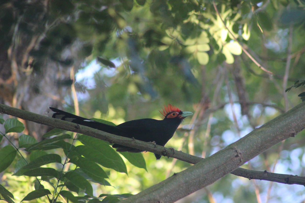 Red-crested Malkoha - ML618208846
