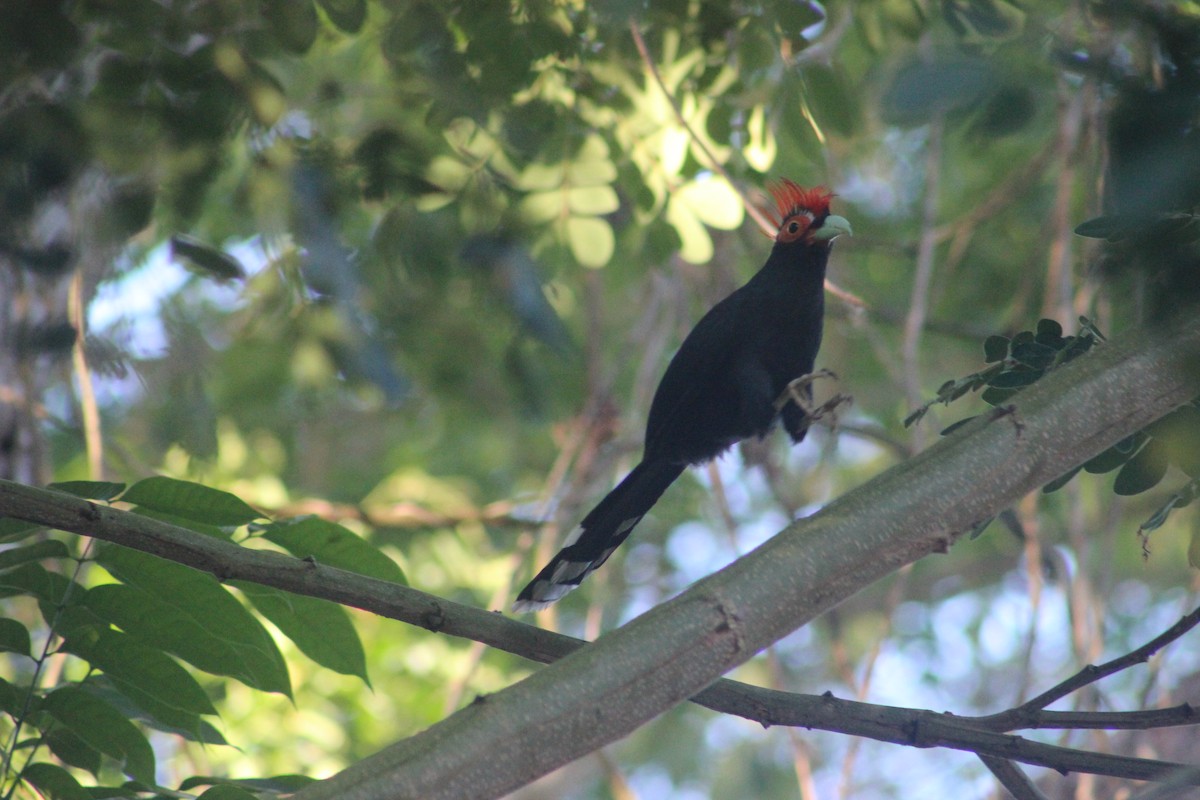 Red-crested Malkoha - ML618208847