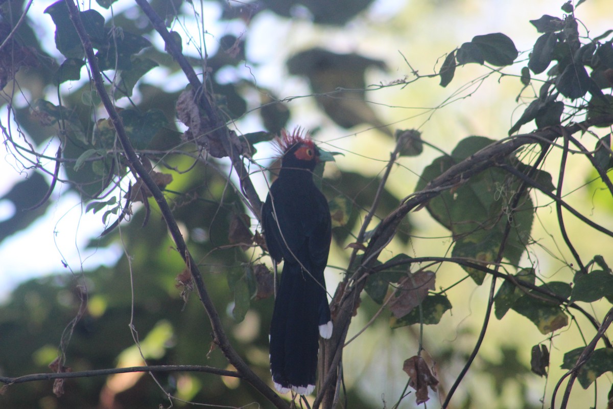 Red-crested Malkoha - ML618208848
