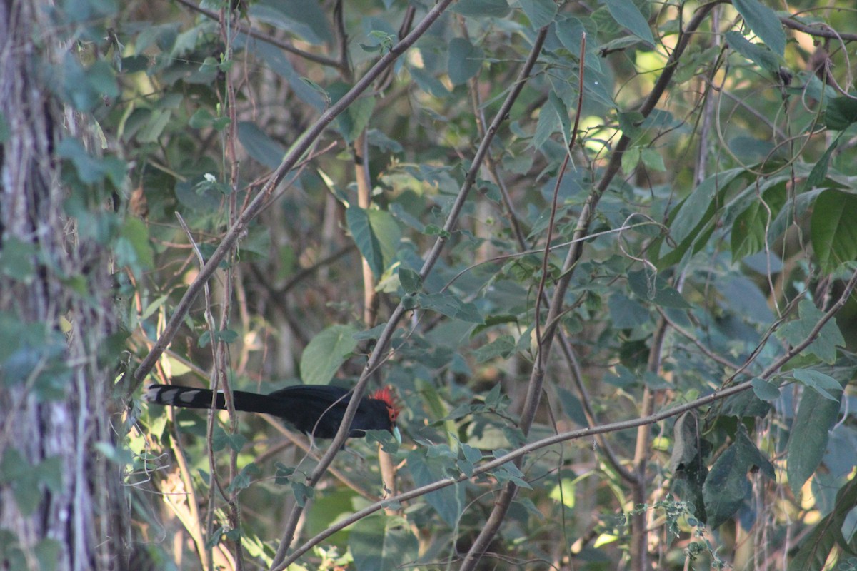 Red-crested Malkoha - ML618208849