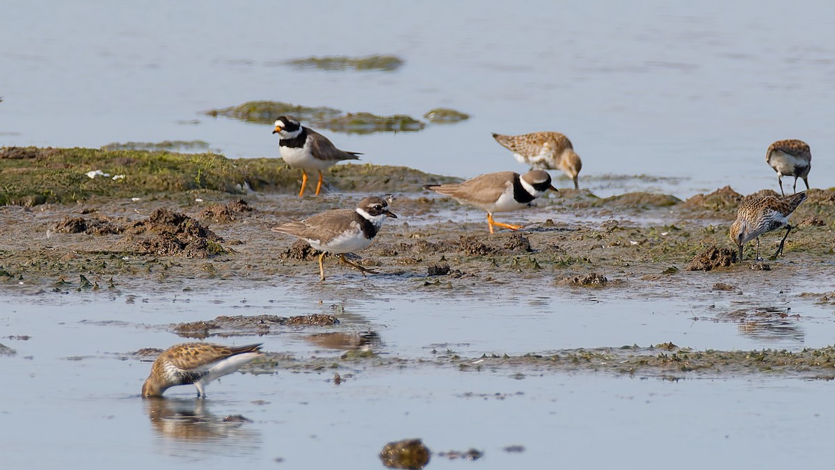 Common Ringed Plover - ML618208852