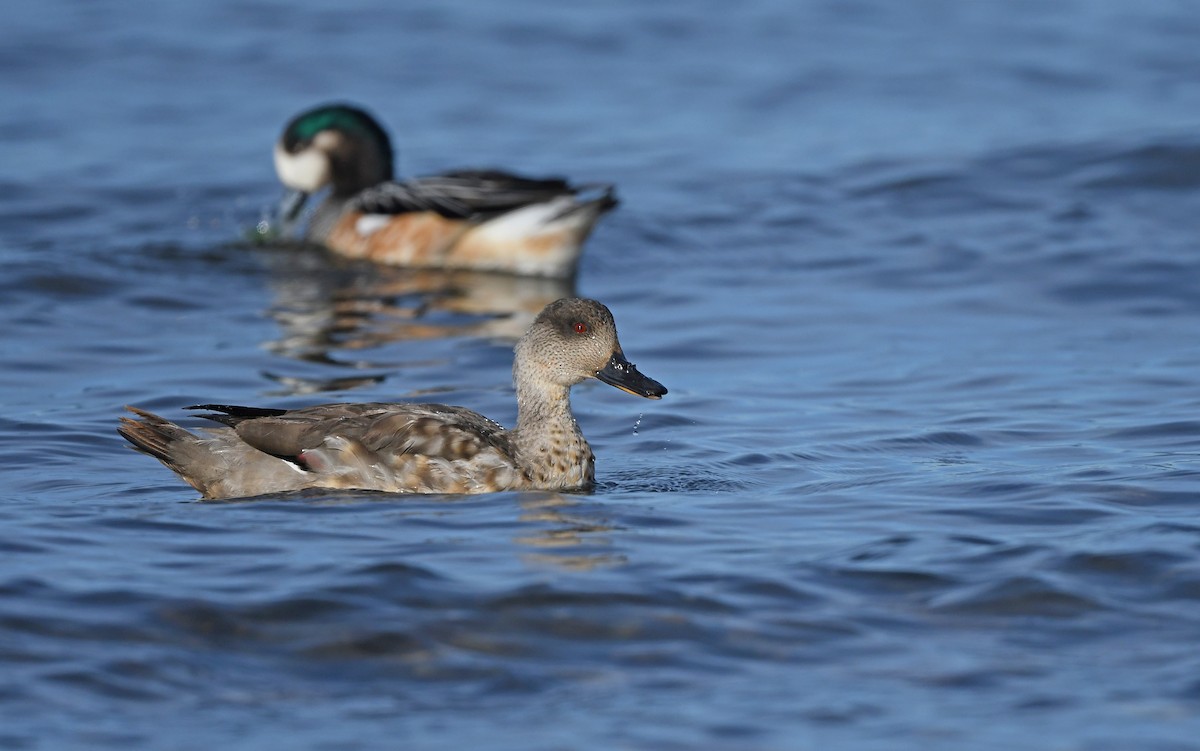 Crested Duck - ML618208854