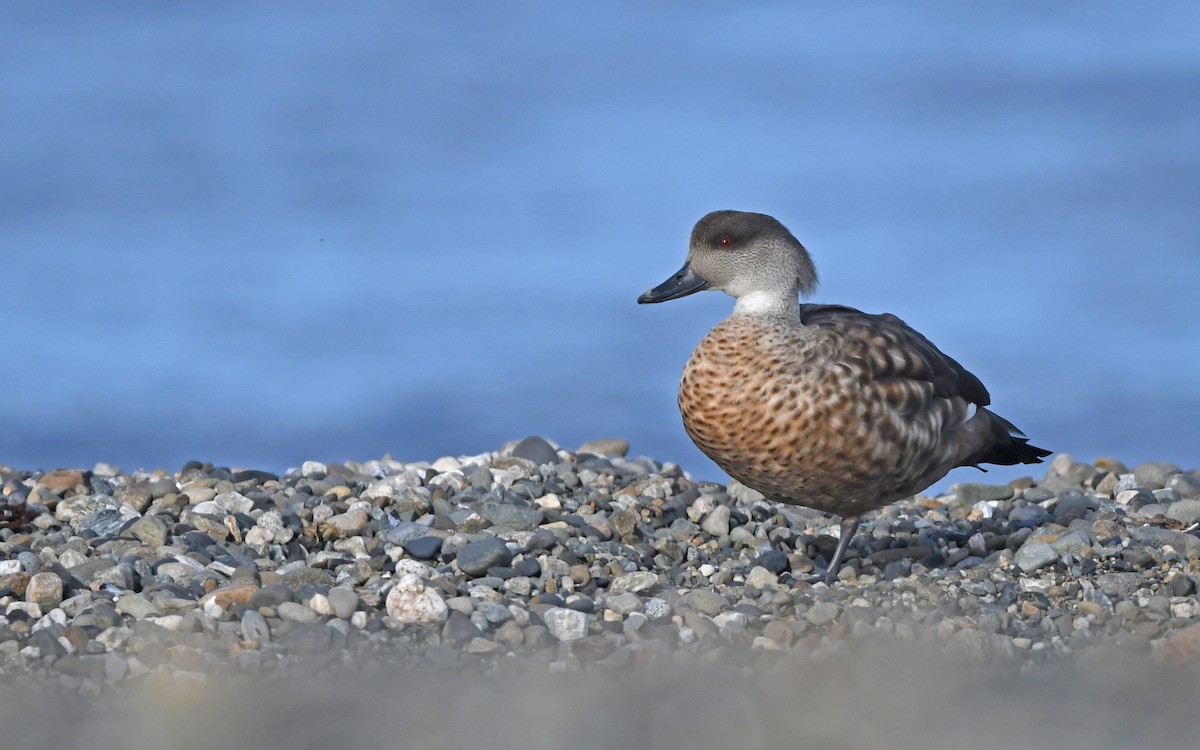 Crested Duck - ML618208855