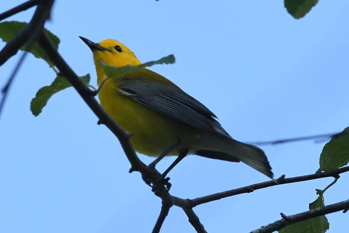 Prothonotary Warbler - ML618208874