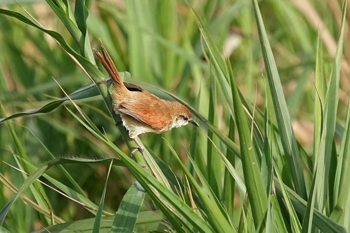 Yellow-chinned Spinetail - ML618208878