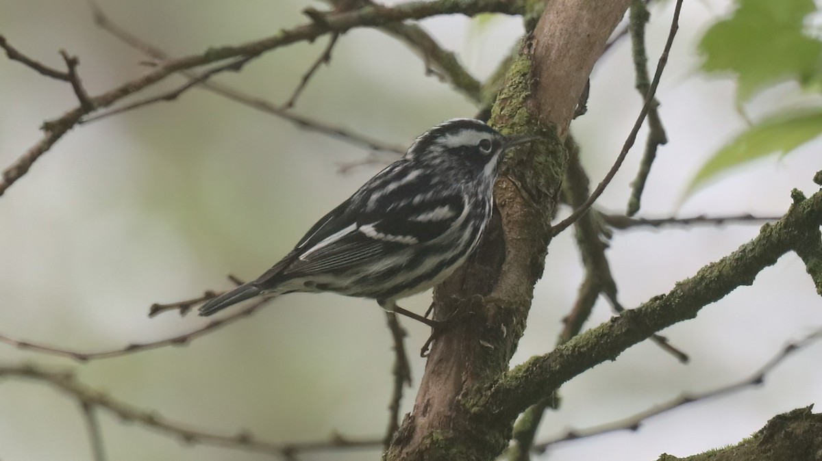 Black-and-white Warbler - ML618208896