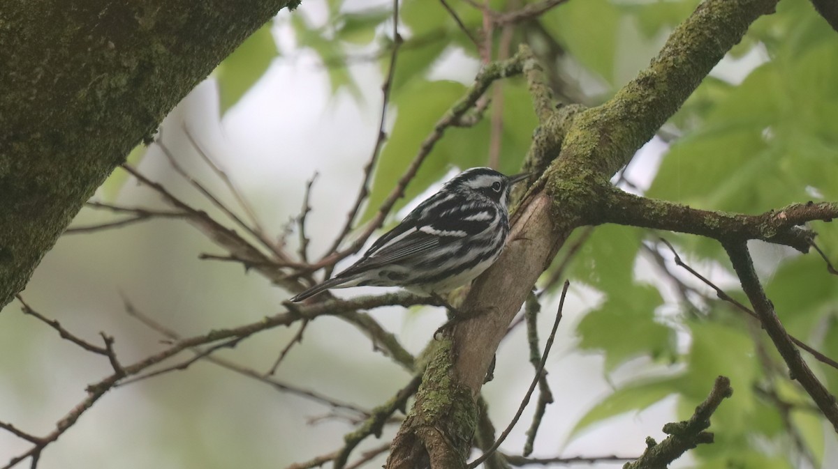 Black-and-white Warbler - ML618208897