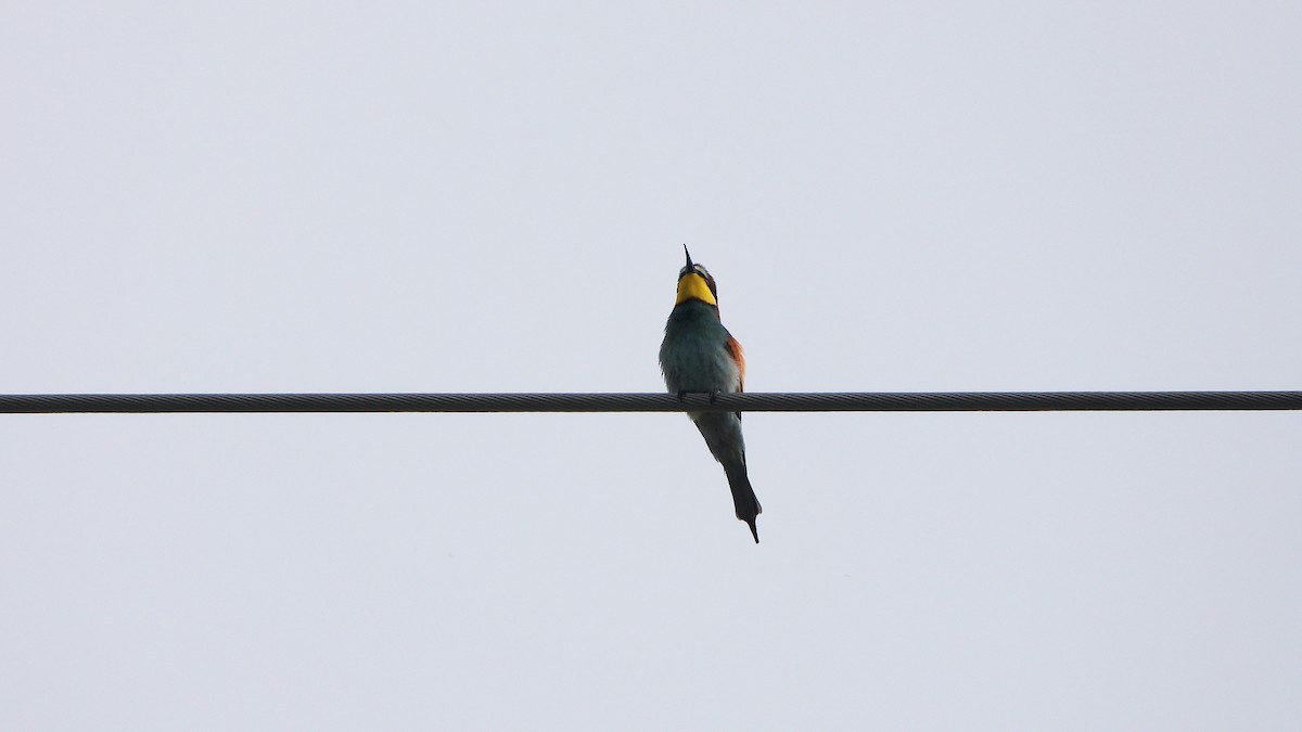 European Bee-eater - Bruno Caula