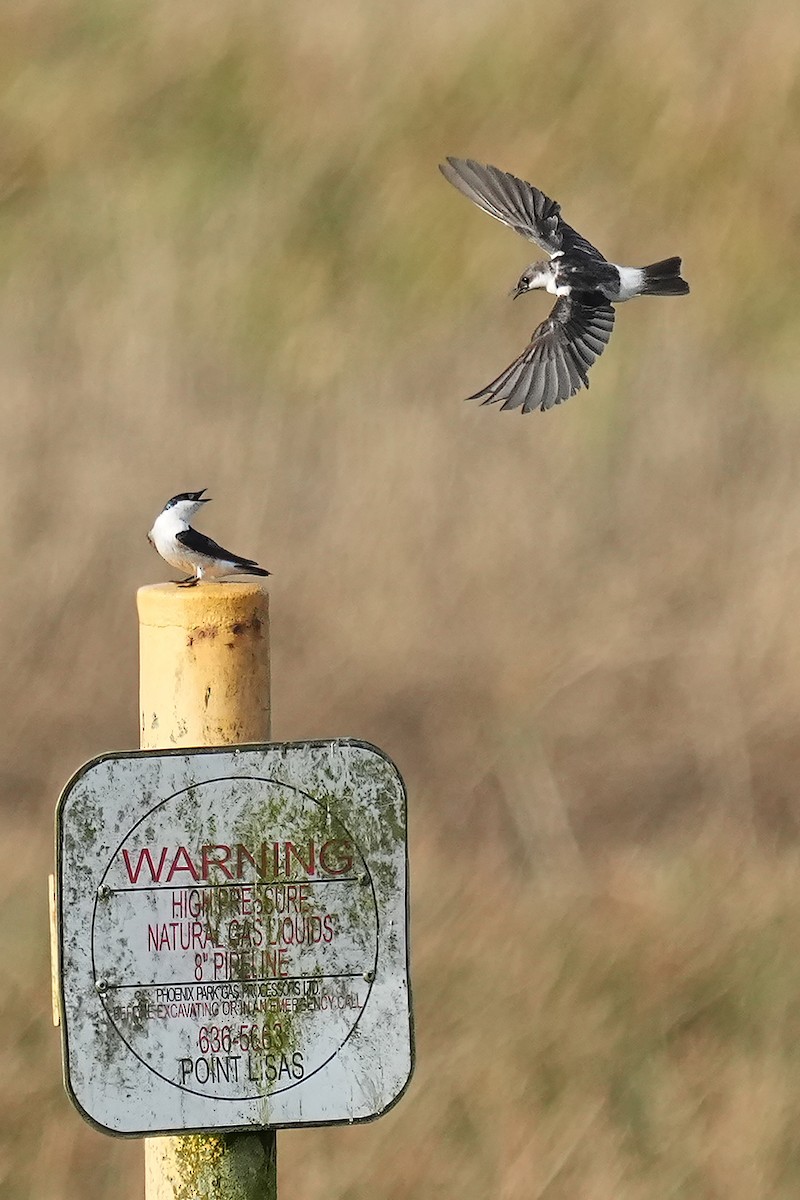 White-winged Swallow - ML618208918