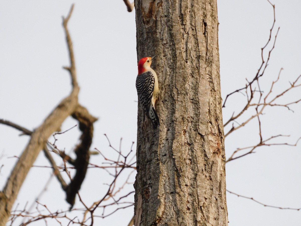 Red-bellied Woodpecker - Charles Chu
