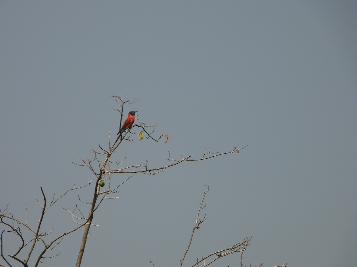 Northern Carmine Bee-eater - ML618208971